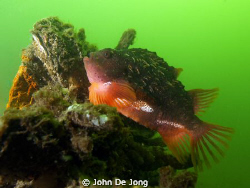 Cyclopterus lumpus can be found in the beginning of each ... by John De Jong 